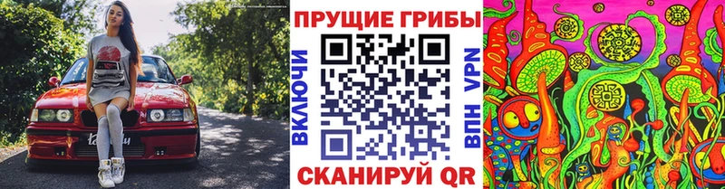 Псилоцибиновые грибы Psilocybe  закладка  Волосово 